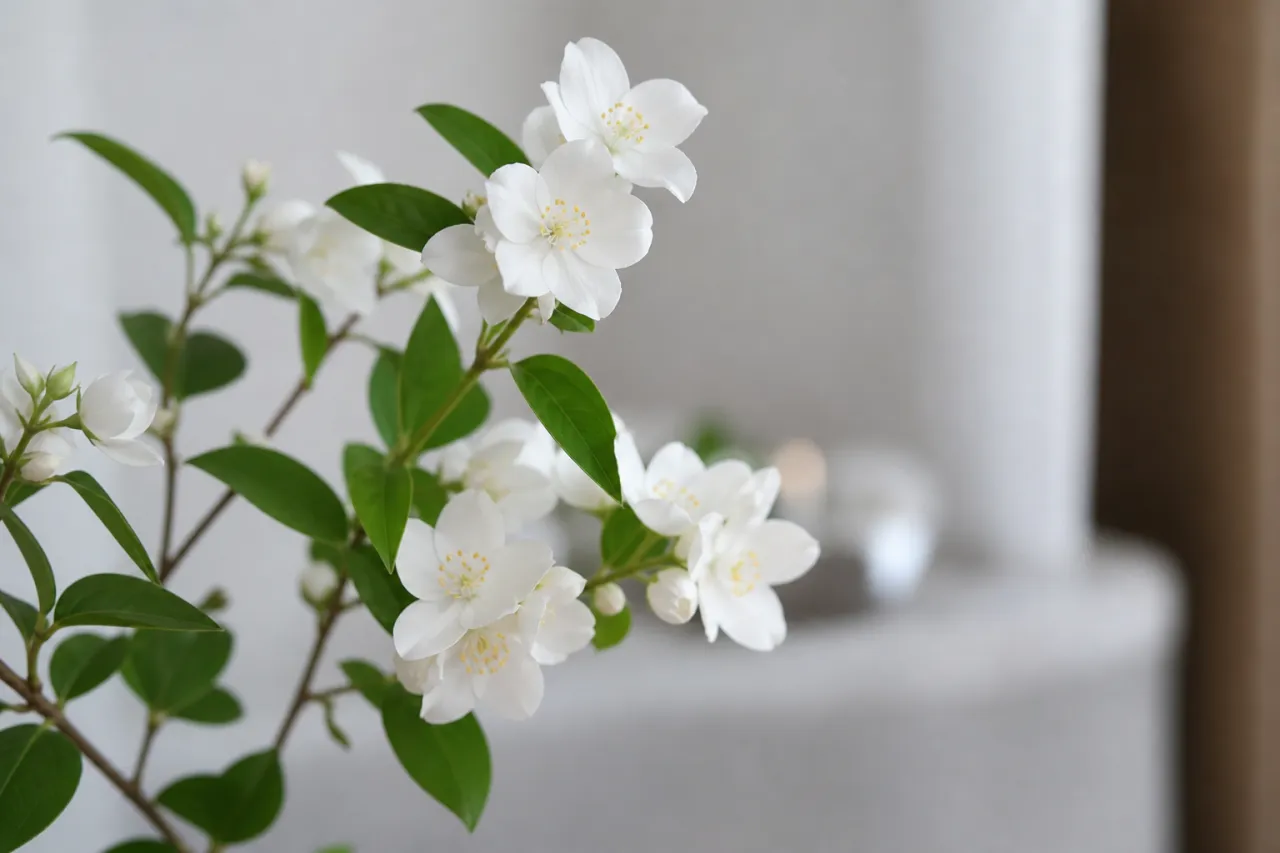 Jasmin
