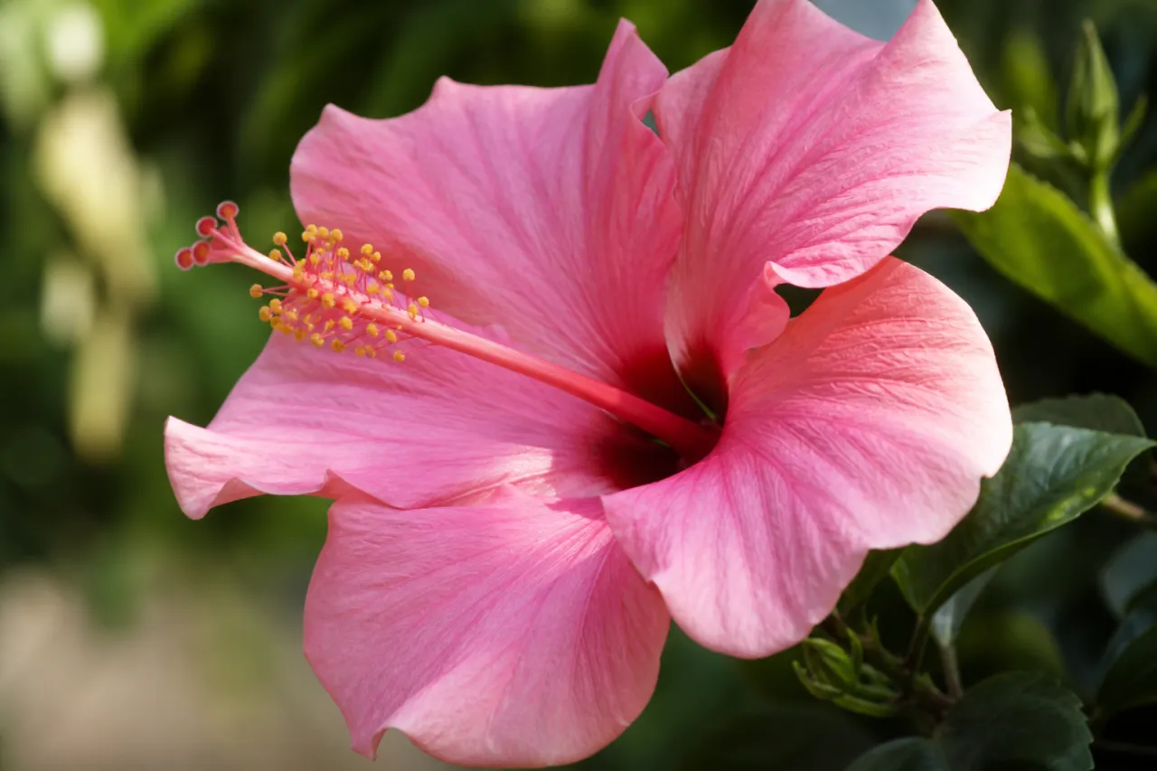 Hibiskus