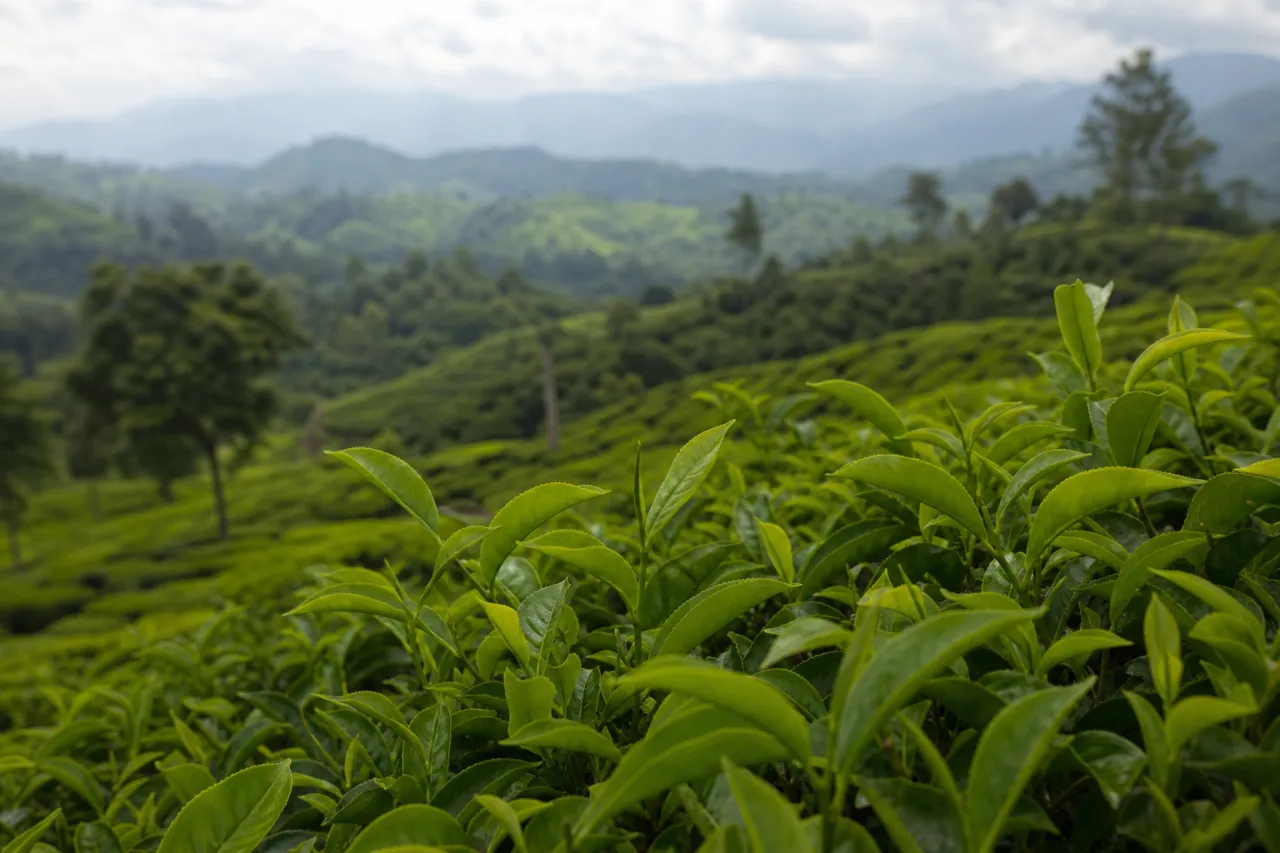 Assam