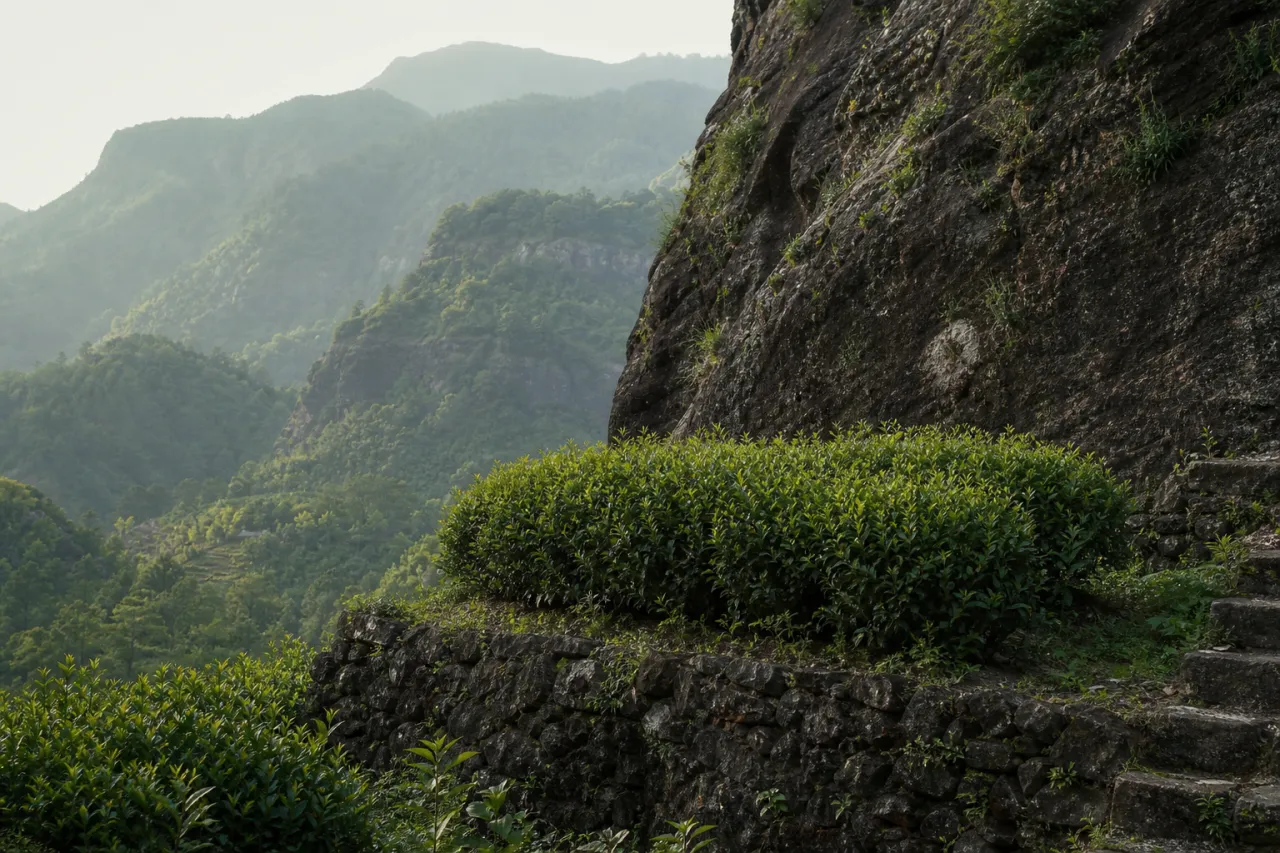 Da Hong Pao Tee Anbaugebiete